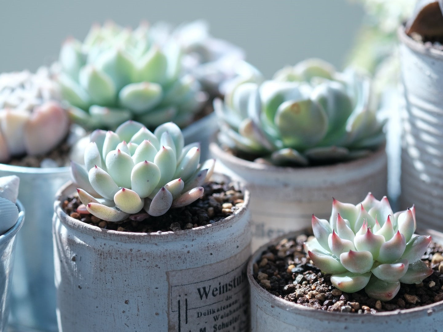Succulent Zen