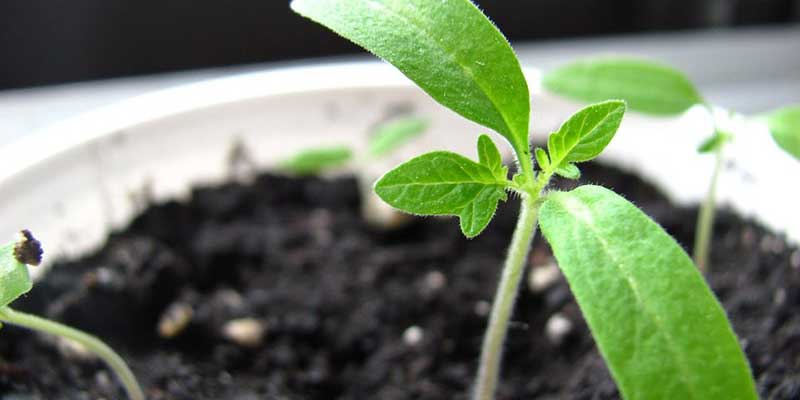 Operating During Covid-19