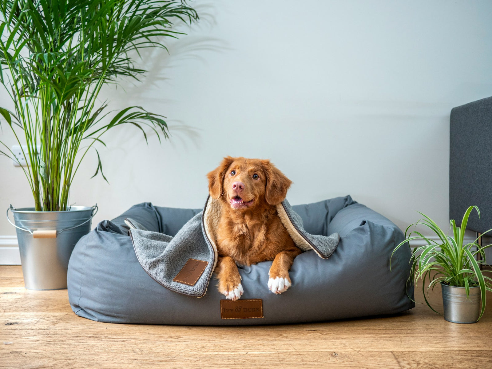 Indoor Plants for Pet-Friendly Homes