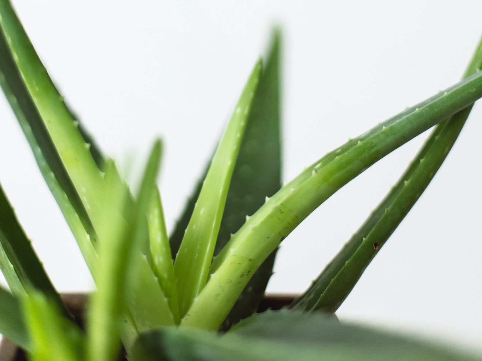 Aloe Vera: The Plant That Keeps On Giving