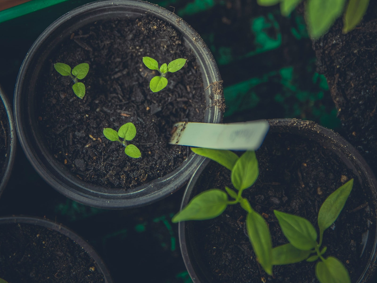 Selecting Seeds for Spring