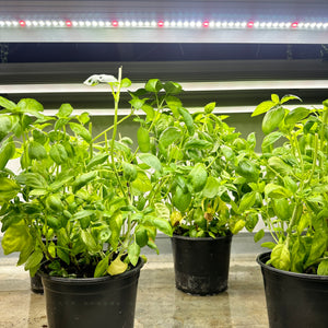 GrowTronics Series 2 T5LED Grow Light (Open Box Sale)