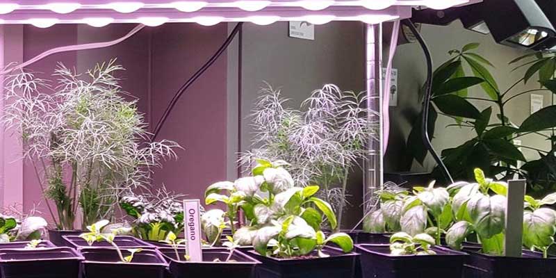 Five things to know before you buy LED Grow Lighting