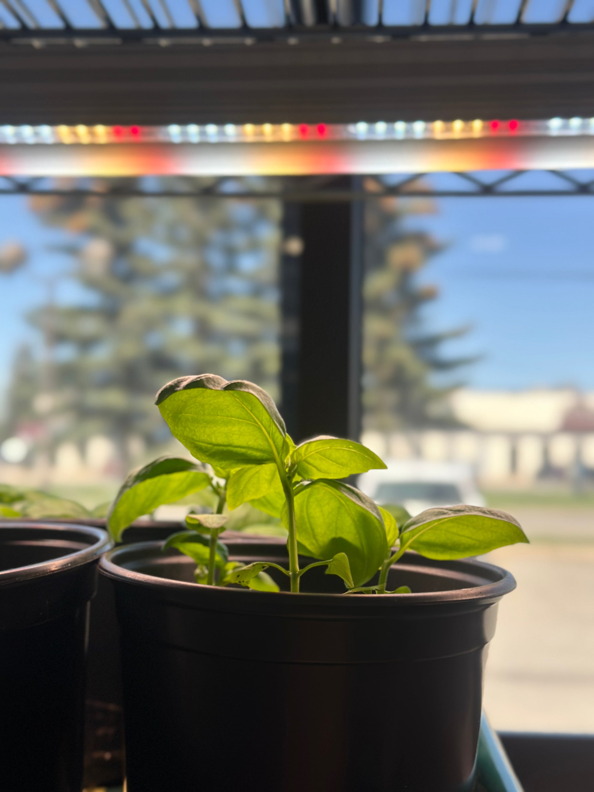 Growing Food Indoors, Year-Round