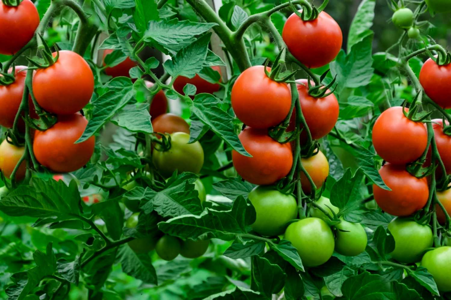 Growing Your Best Tomatoes Yet: Pests and Diseases