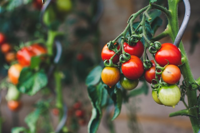 Growing Your Best Tomatoes Yet: Fertilizers