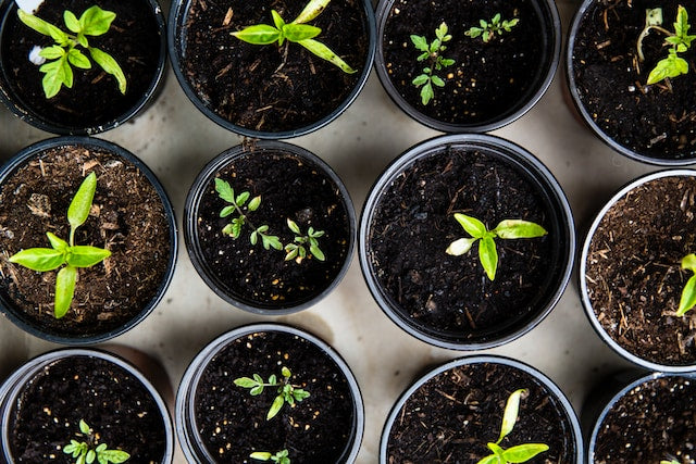 Benefits of Growing Indoors