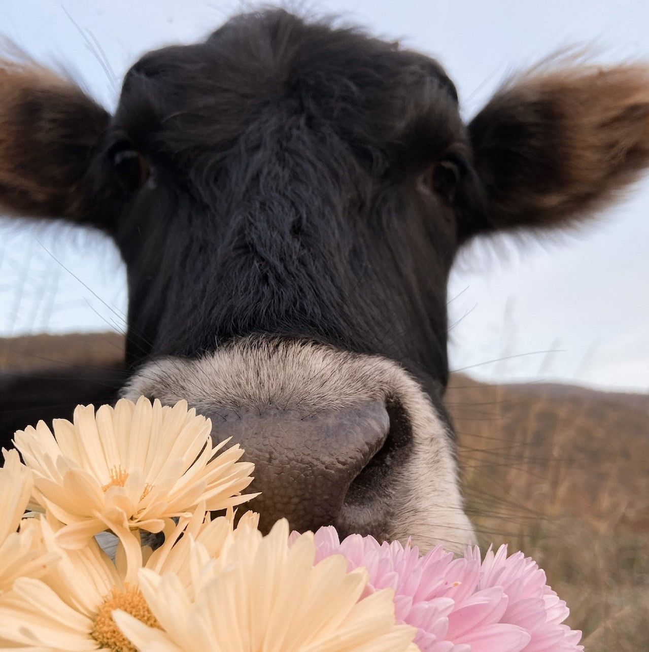 The Blossoming Heritage: Exploring the Agricultural Legacy of Stampede through Plants