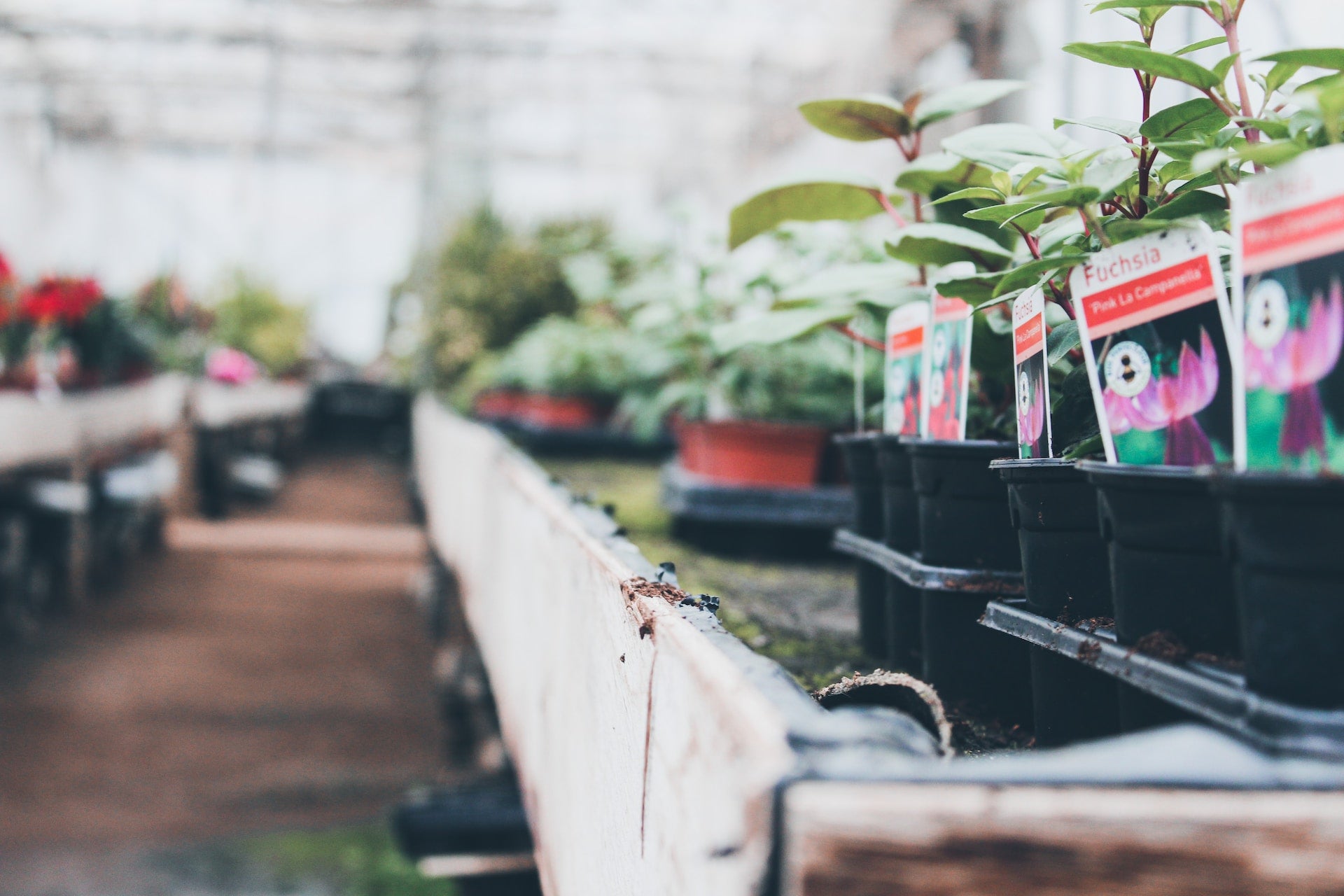 Where should you buy your plants?