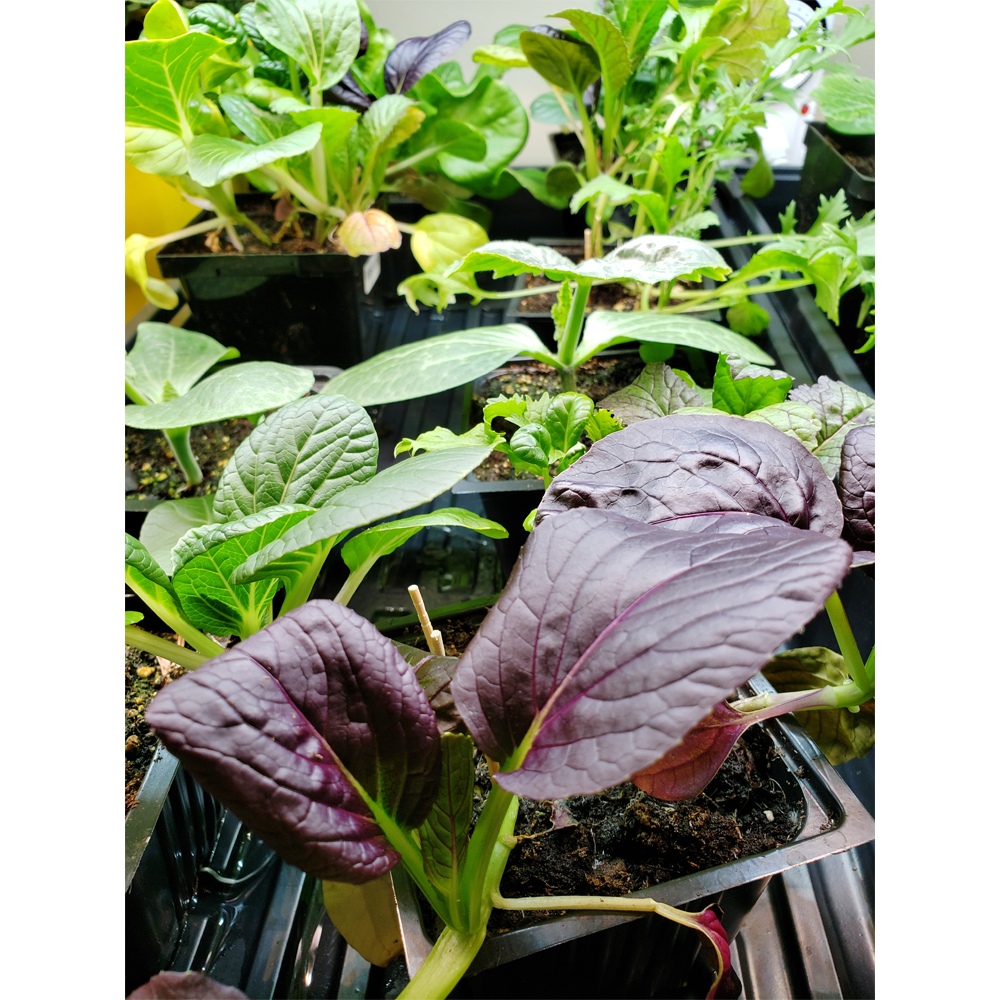 GrowTronics Series 1 T5LED Grow Light