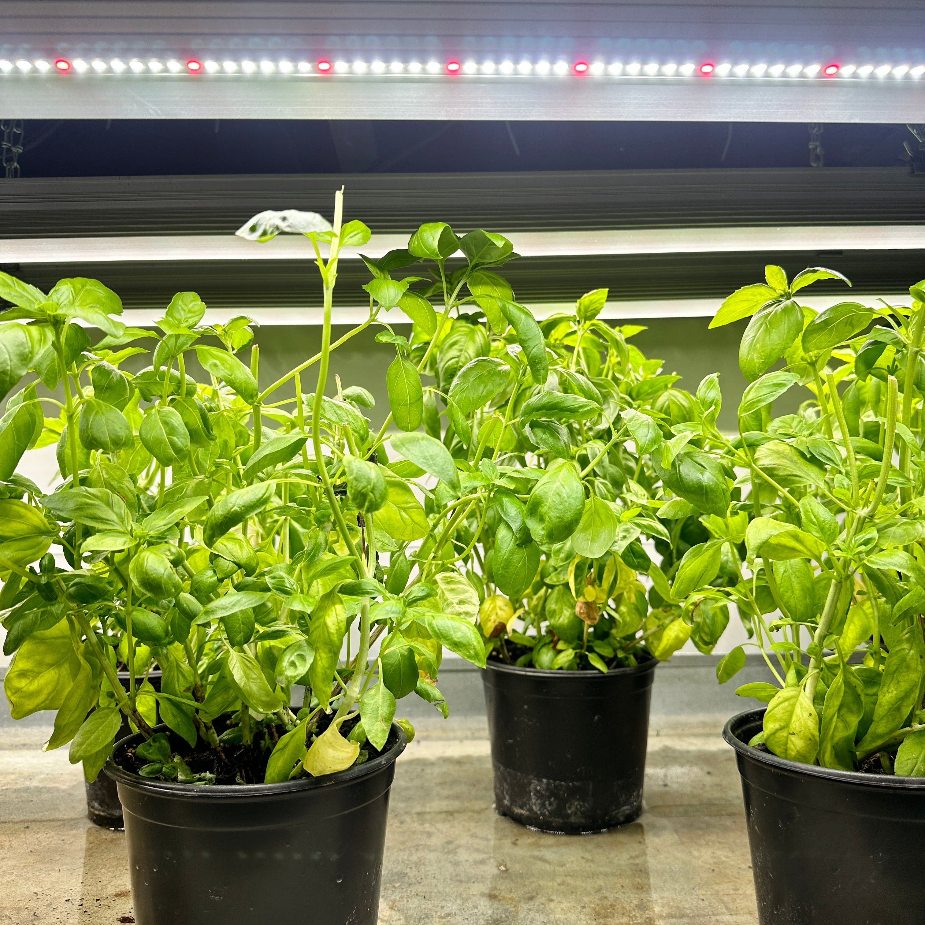 taotronics plant grow lights Shelfgrow T5LED Grow Light | Growtronics LED Lighting Products